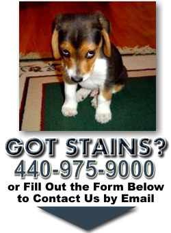 Carpet Pet Stain Removal Call All Clean of Cleveland
